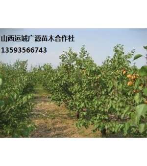 杏树出售6、7、8公分杏树、占地树低价供应